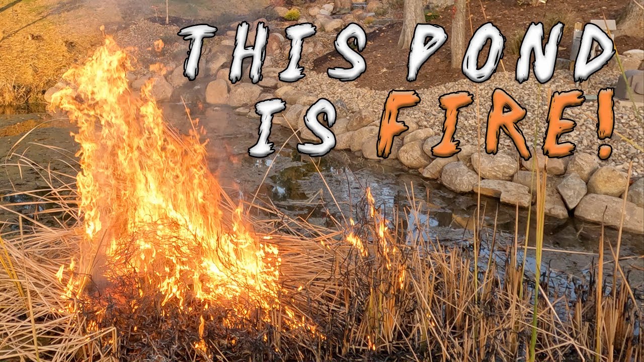 The Secret to Killing Cattail Roots...This Pond is on FIRE! Remove Cattails from Pond the EASY Way