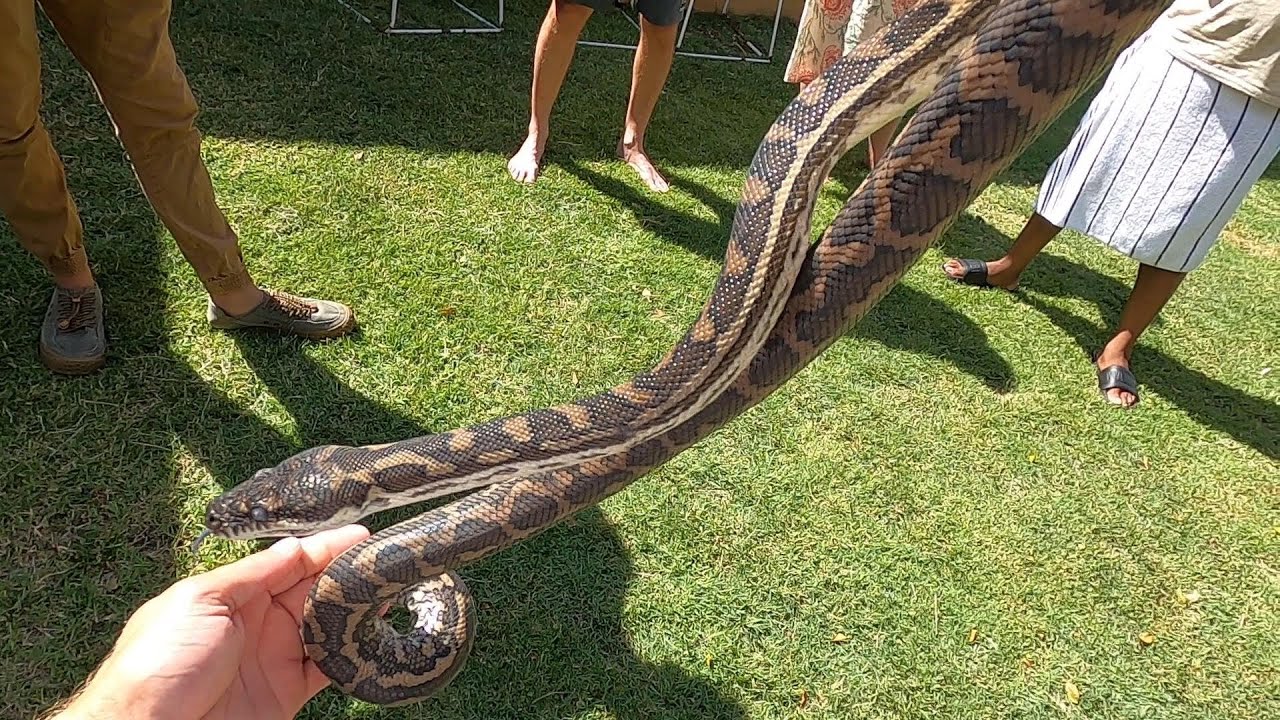Python relocation | Bird cage is snake proof! | Australia snake and reptile relocation