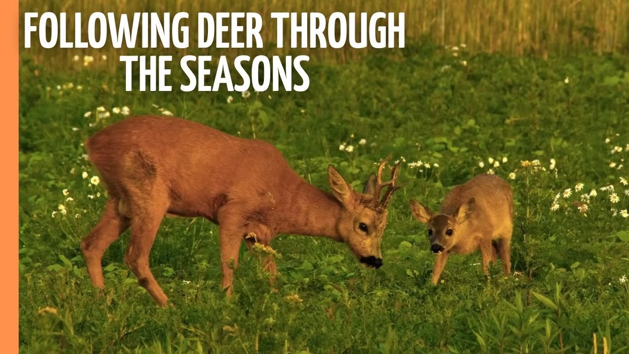 Secrets of the Wild - Following Deer Through the Seasons | Full Documentary
