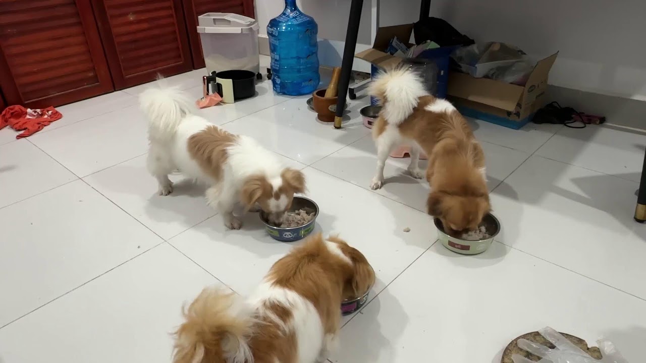 Supper wiggle finale