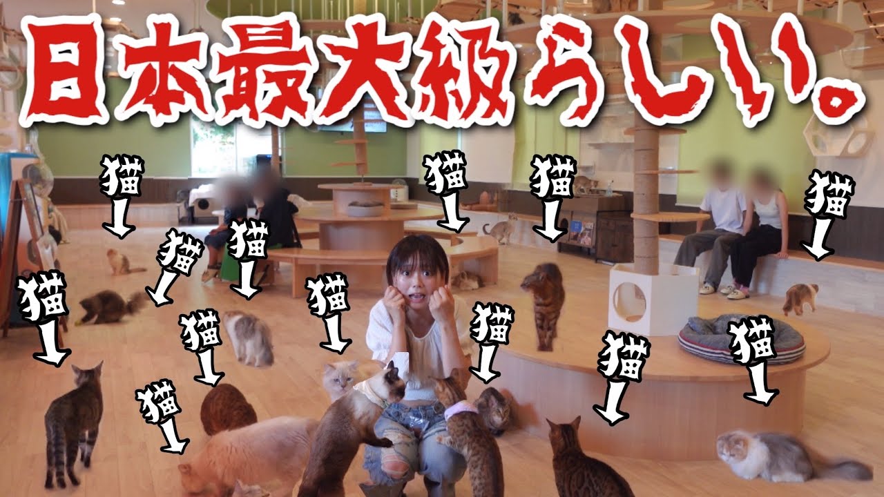 【日本最大級】犬と猫だらけのテーマパーク『わんわんランド』がやばすぎる....