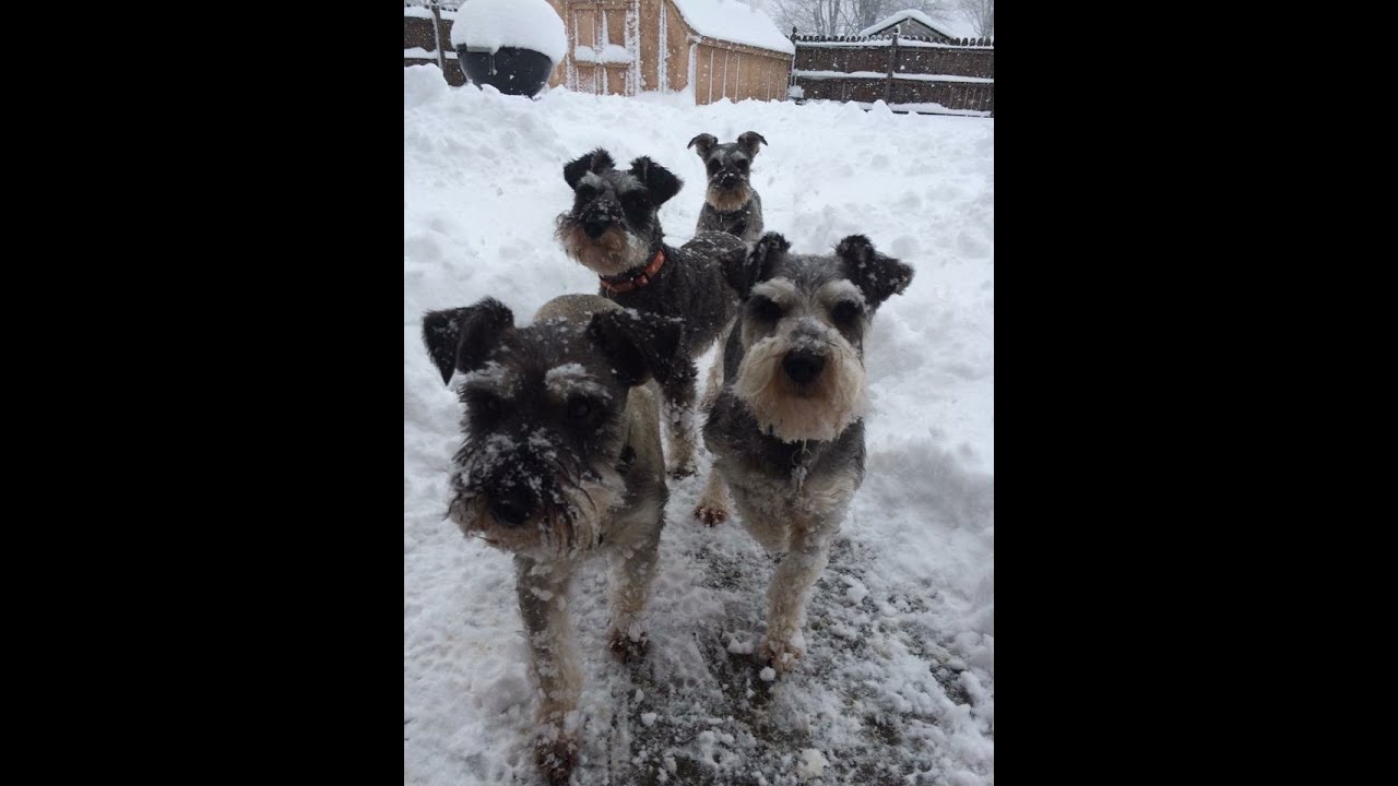 Another Snow Storm/Snowy Schnauzers/HeartGuard For Dogs/SchnauzerMom