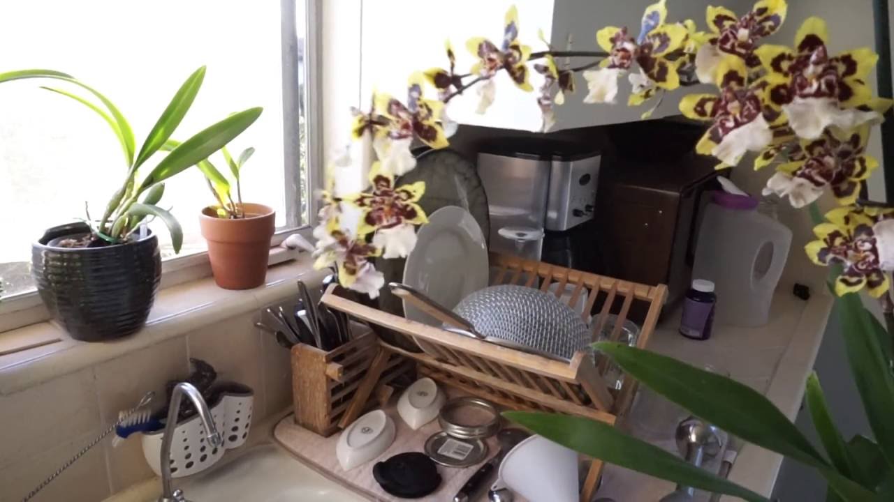 Miltoniopsis Orange Rot Problems