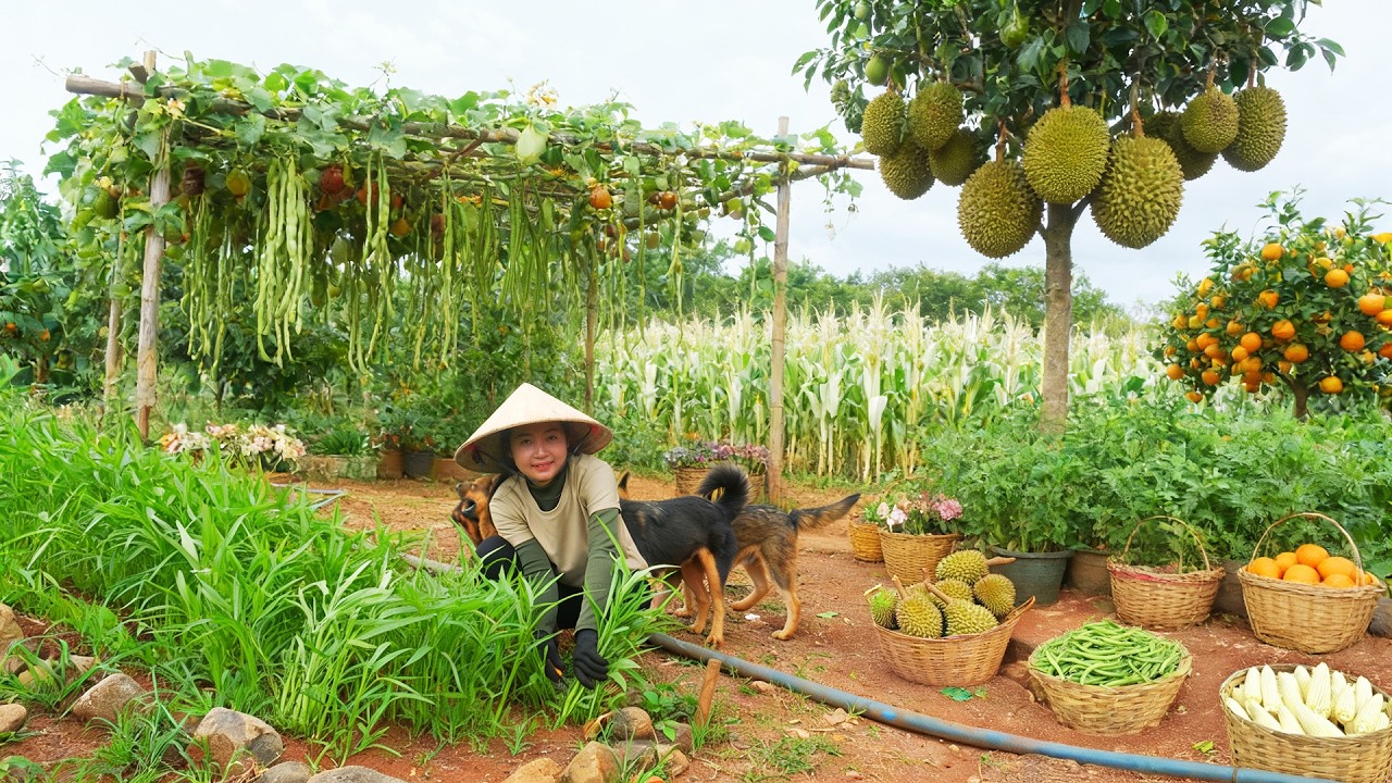 Harvest Farm Produce: Yardlong Beans, Durian, Sticky Corn, Oranges, Mugwort To Sell & Cook With Them