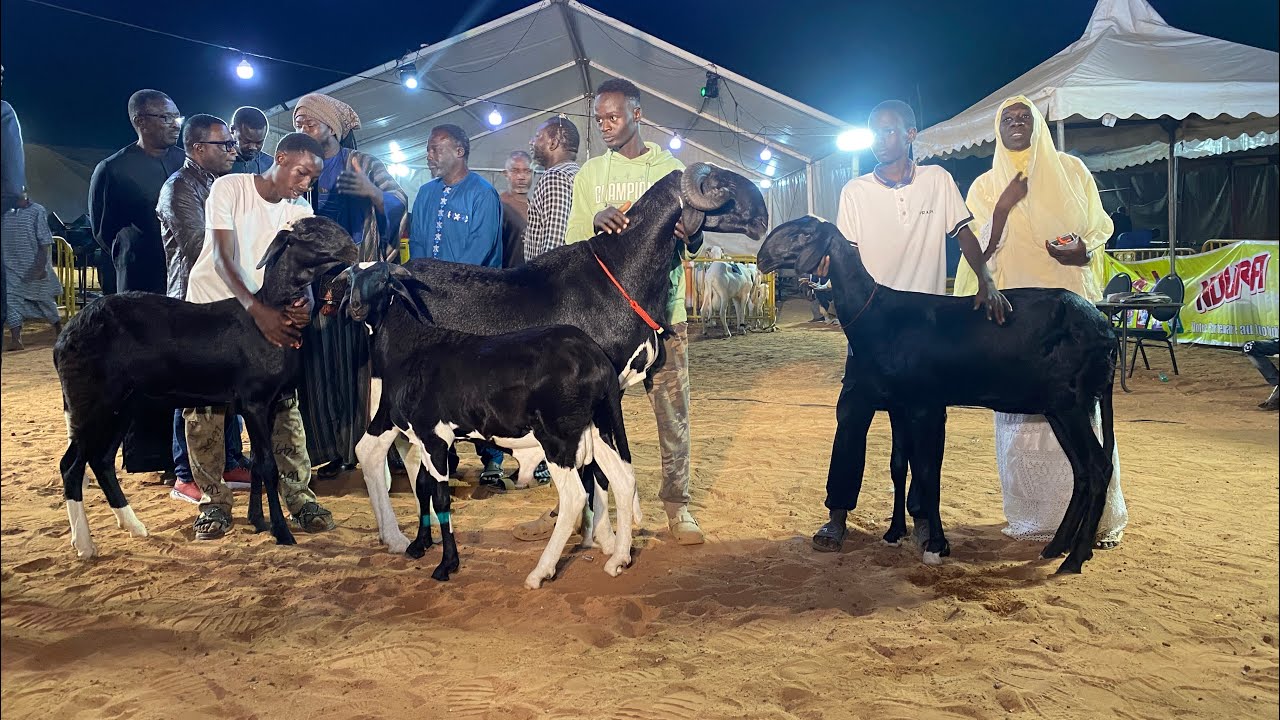 FESTIVAL DU LADOUM 2025 CONCOURS MEILLEURS GENETEURS ET GENITRICE