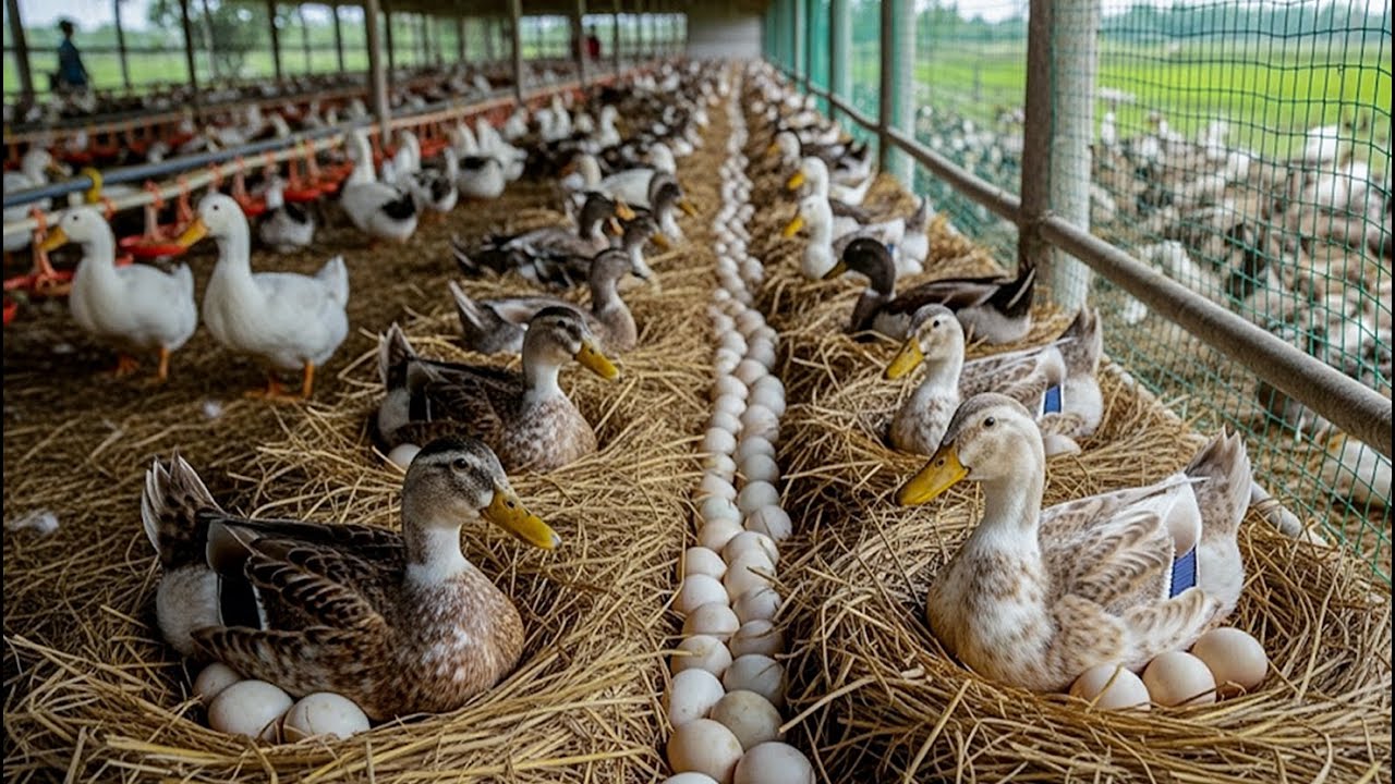 How to raise laying duck for egg and meat at home - Poultry farming methods - Organic egg business