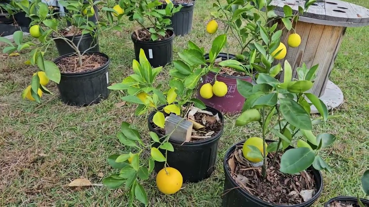 Trovita Oranges Container Grown in North Carolina Zone 8a - November 6, 2025.