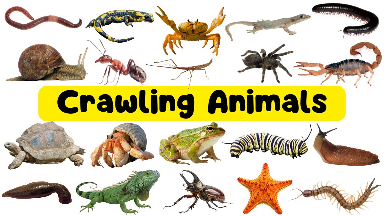 Crawling Animals for Kids | Learn Reptiles & Crawling Animals in English with Pictures