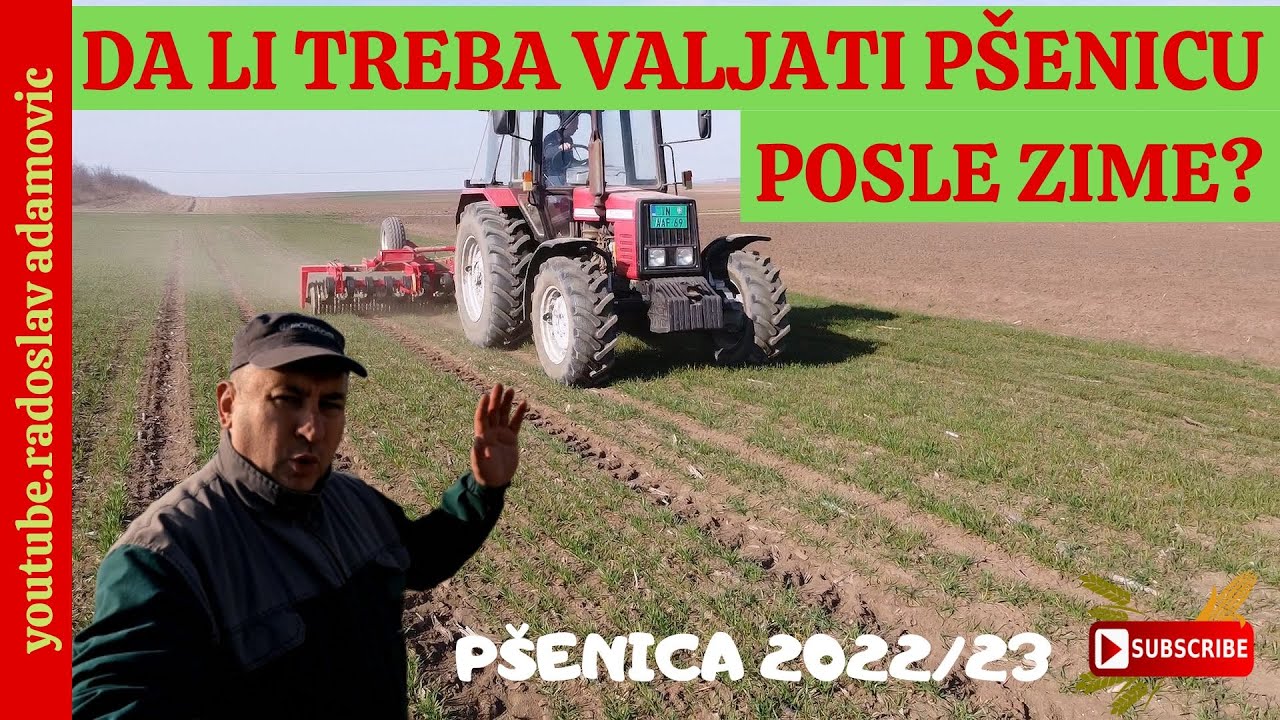 DA LI TREBA VALJATI PŠENICU POSLE ZIME ? ; SHOULD WHEAT BE ROLLED AFTER WINTER? PŠENICA 2022/23