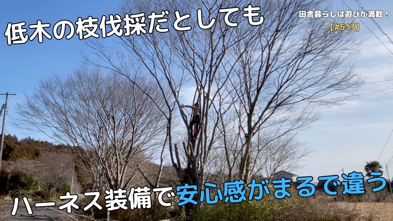 【#513】低木の枝伐採だとしても ハーネス装備で安心感がまるで違う！