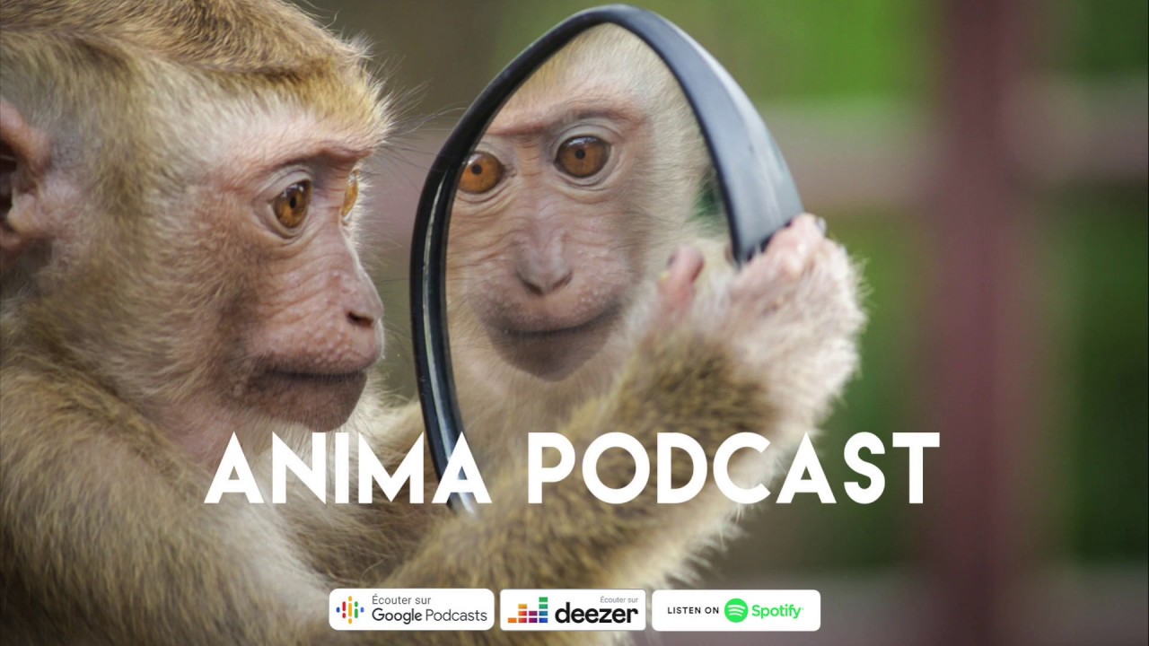 Anima, un podcast sur la protection de l'environnement et la cause animale