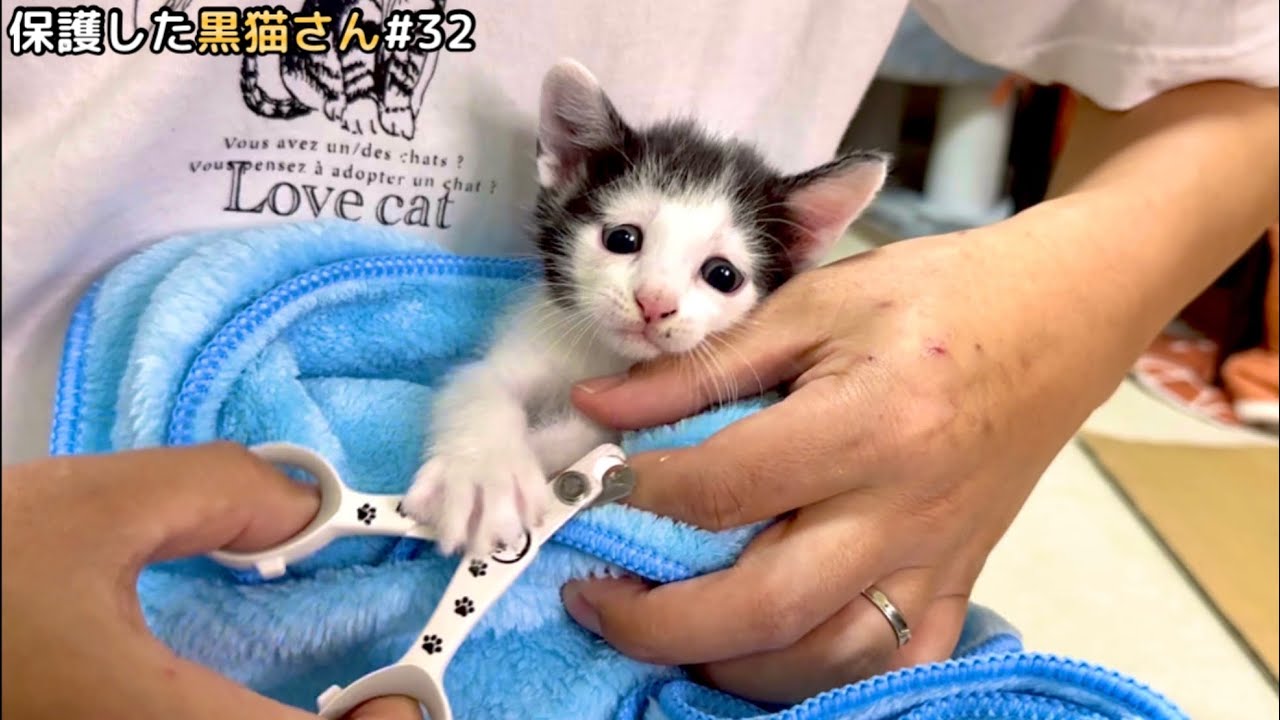カツラを被った子猫 初めての爪切りの行方は…