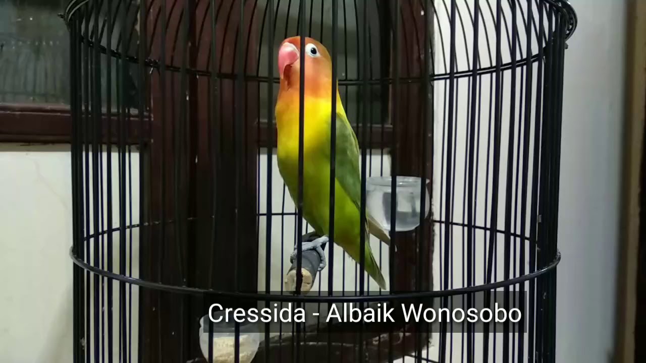 Pancingan LOVEBIRD NGETIK NGEROEK NGEPAK SAYAP LANGSUNG NYAHUT LOVEBIRD FIGHTER