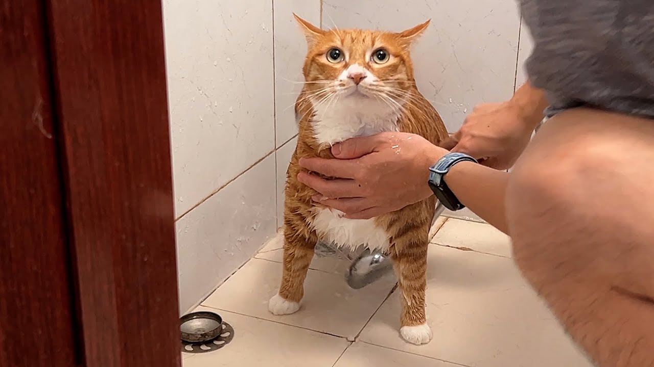 给准备上岗带娃的猫保姆洗澡澡