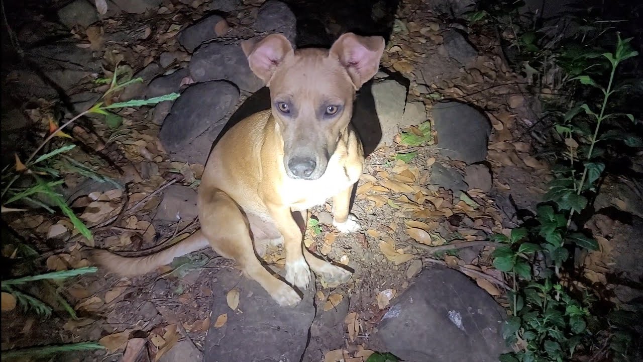 Anda cerca la Siguanaba, Misperros 🐕 Vieron algo que yo no pude ver😱😱👻👻👻👻