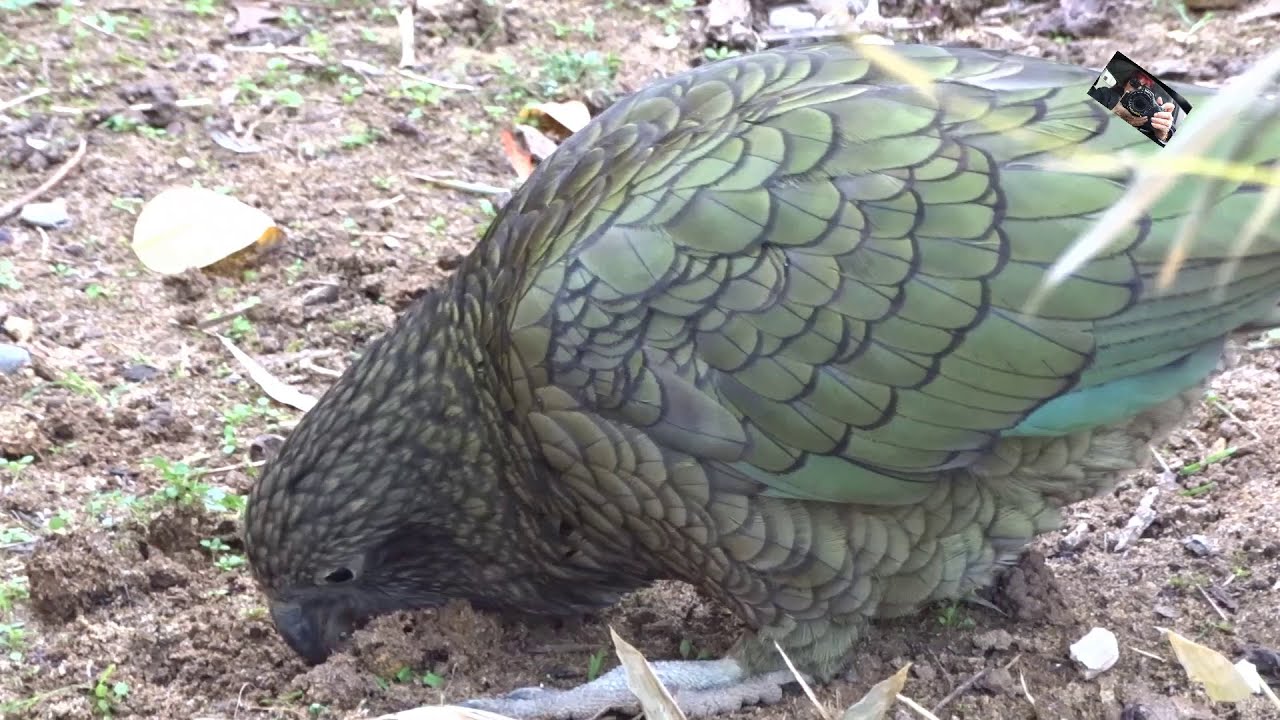 Le Nestor Kea est le seul Perroquet carnivore connu endémique de Nouvelle Zélande - Zoo d'Upie