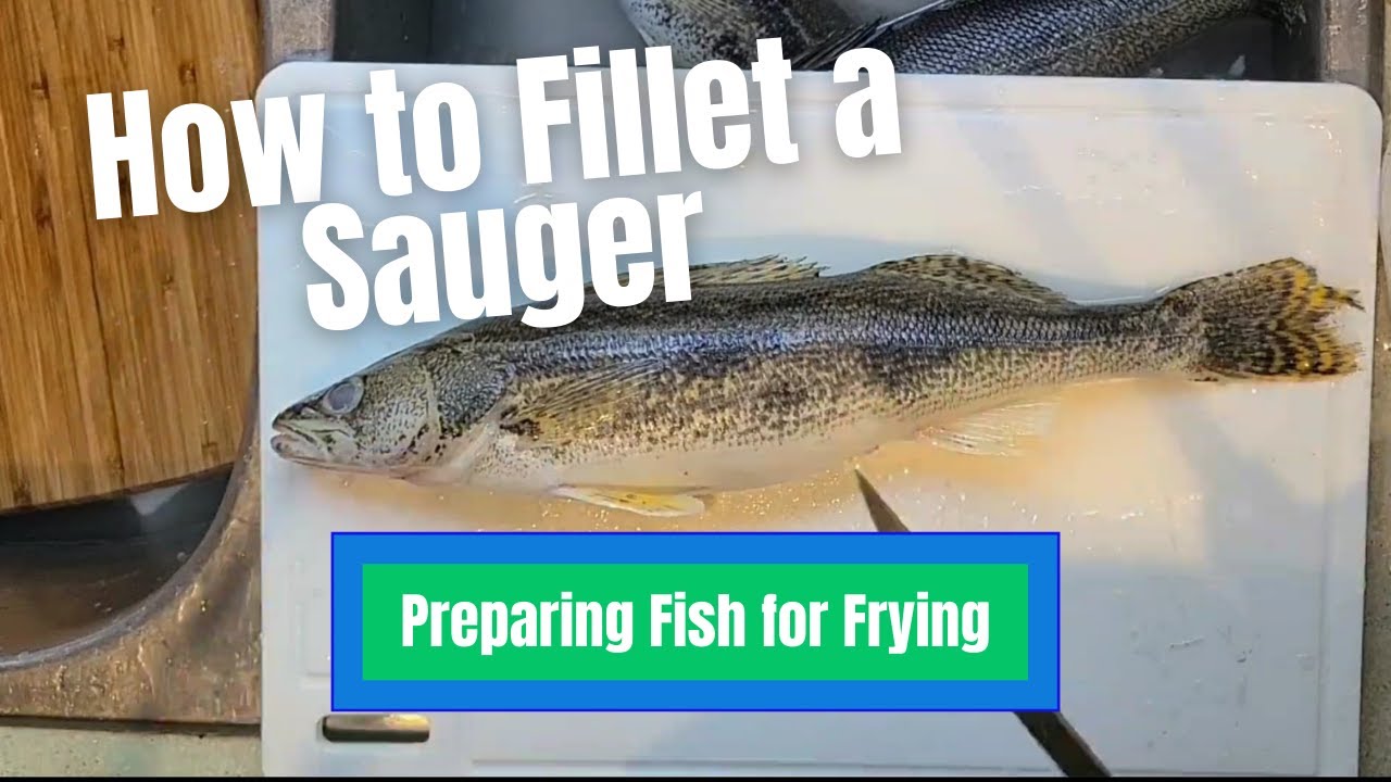 How to Fillet Sauger|| Preparing fish for Frying