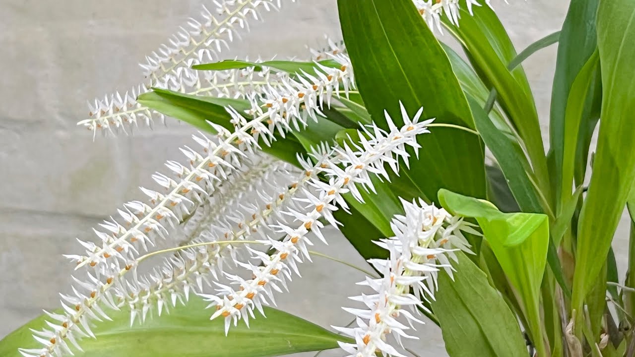 Episode 15 Dendrochilum glumaceum
