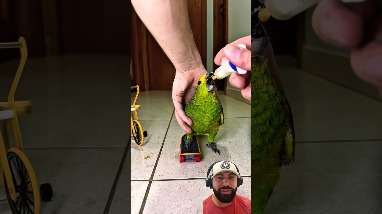 O papagaio verde andando de skate #shorts #parrot #birds #pets #animals #funny #cute
