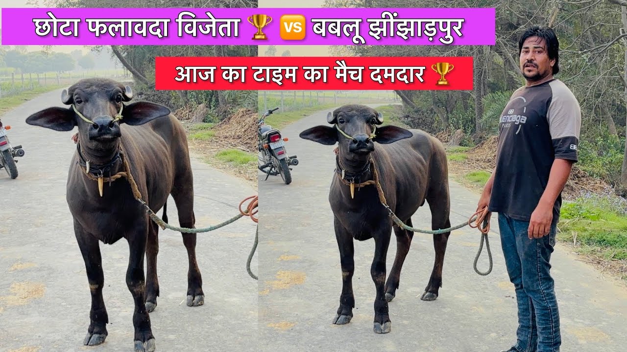छोटा फलावदा 🆚 बबलू झिंझाड़पुर दूरी 300 mtr टाइम का मैच विजेता छोटा फलावदा ऑल टीम 🏆
