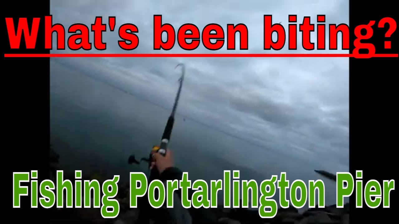 Portarlington Pier Fishing | Multi-species Catch #melbourne #australia #fyp