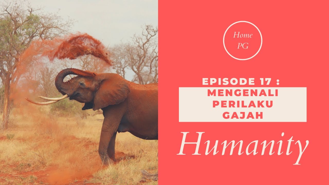 Mengenali Perilaku Gajah - Humanity