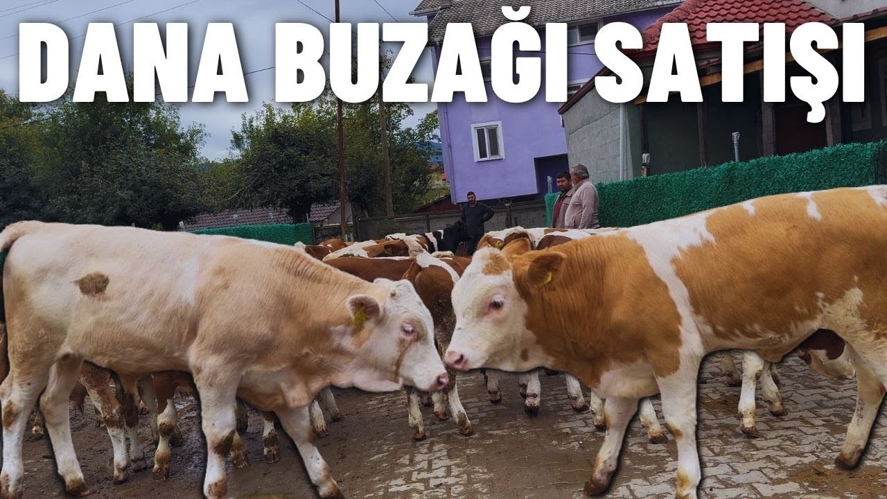 DANA PAZARLIĞI