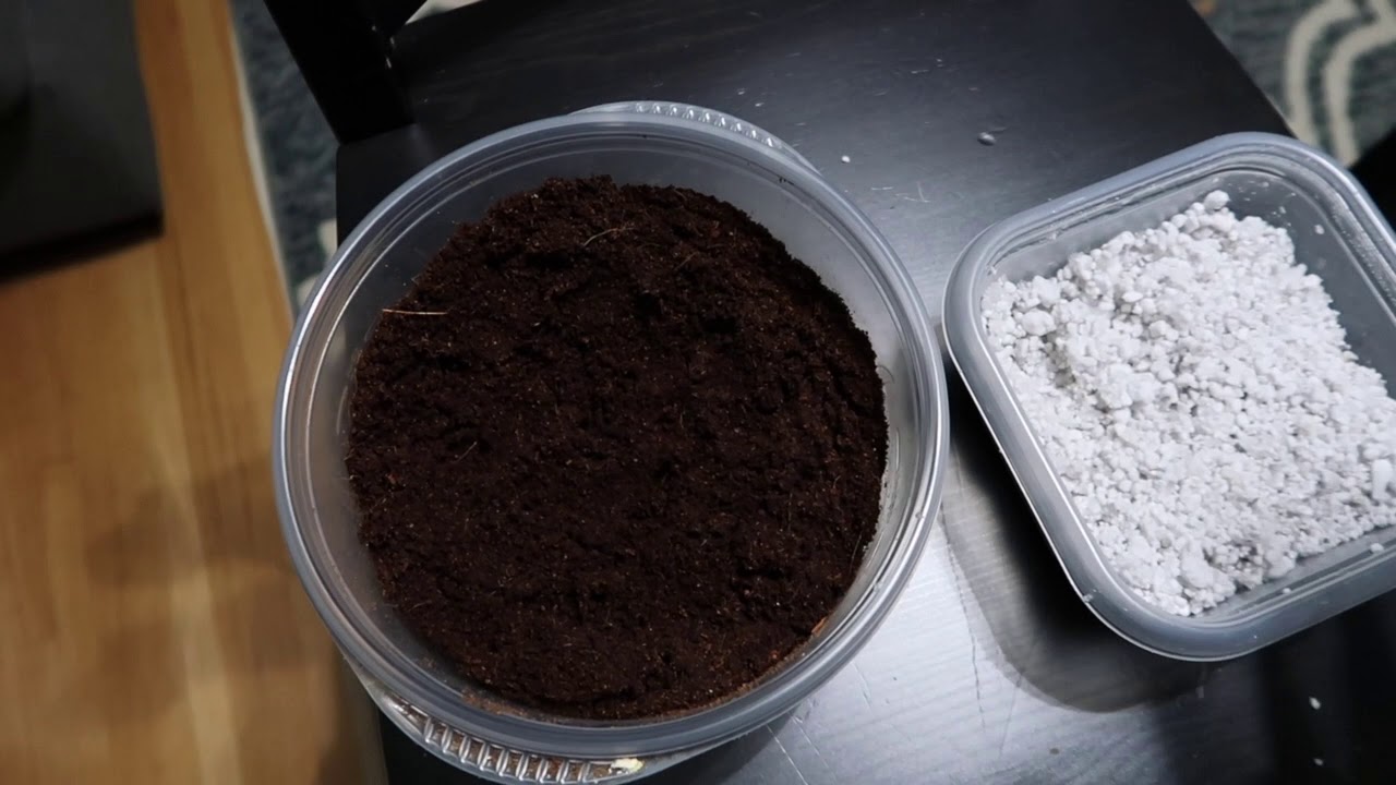 How to Incubate Crested Gecko Eggs