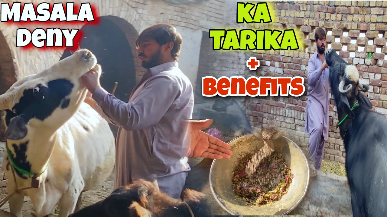 Janwaron Ke Liye Desi Masala Banaya 🧄🌿 | Faiday Aur Istemaal