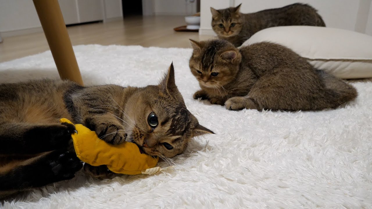 Cats Lili and Charo are upset because Kiki the cat monopolizes bananas.