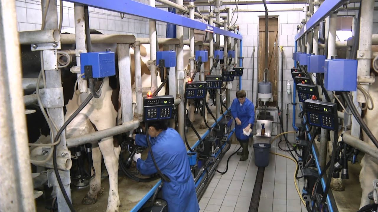 Milchlehrpfad - Schulfilm (Kapitel 3/10) - Tierhaltung und Melken