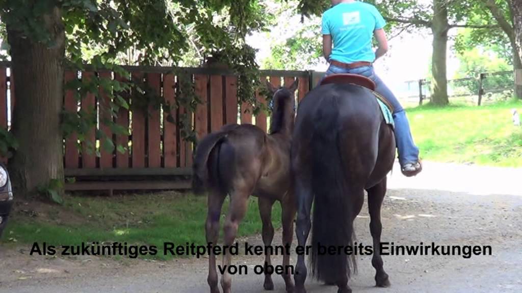 Fohlentraining mit TOBAYO