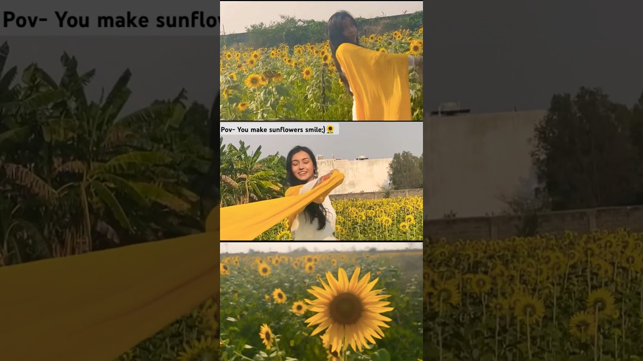 Sunflower field💛🌻💫#vepaagla #aesthetic #edit #sunflower #trending #flowerfield