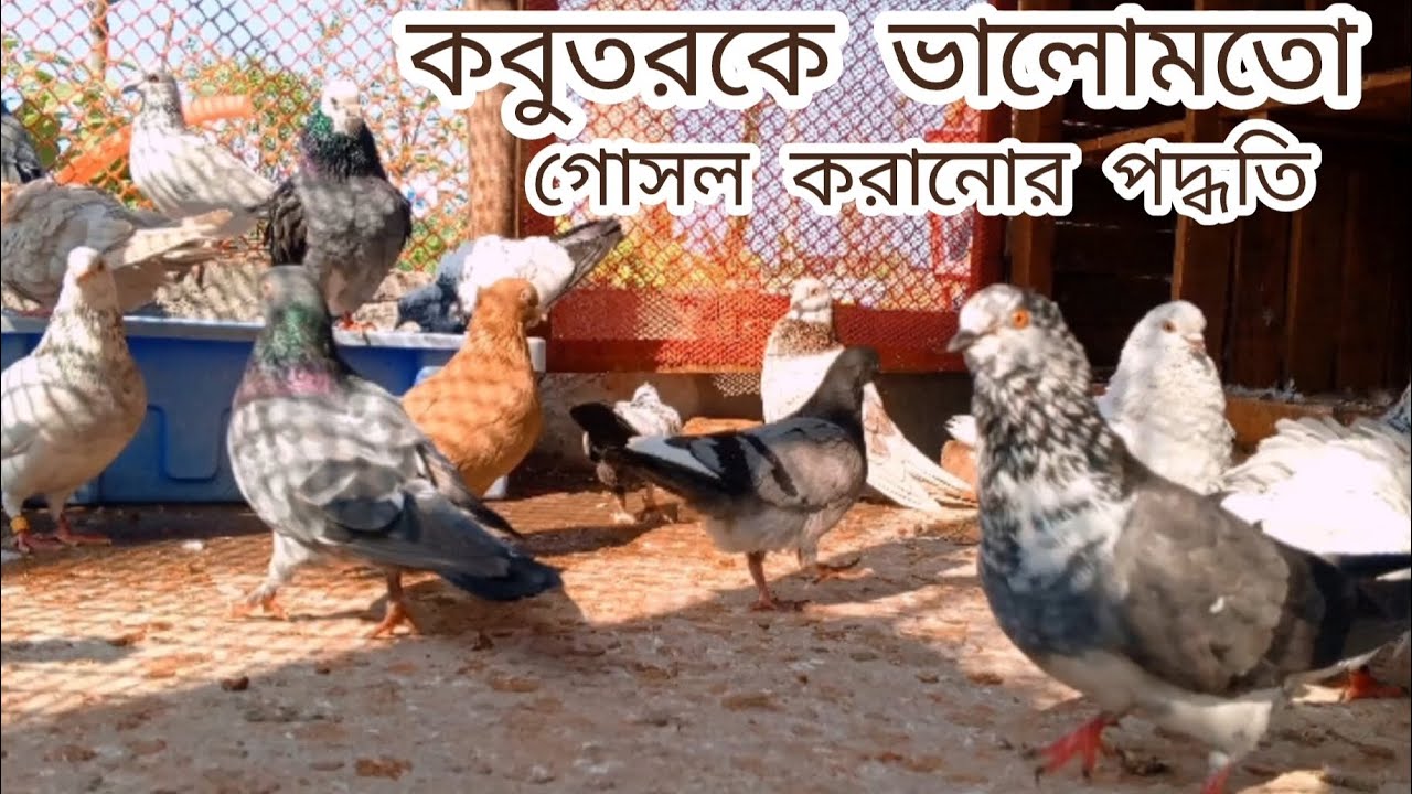 কবুতরকে ভালোমতো গোসল করানোর পদ্ধতি#pigeon#bird #kabootar #subscribe #foryou#vairalvideo  