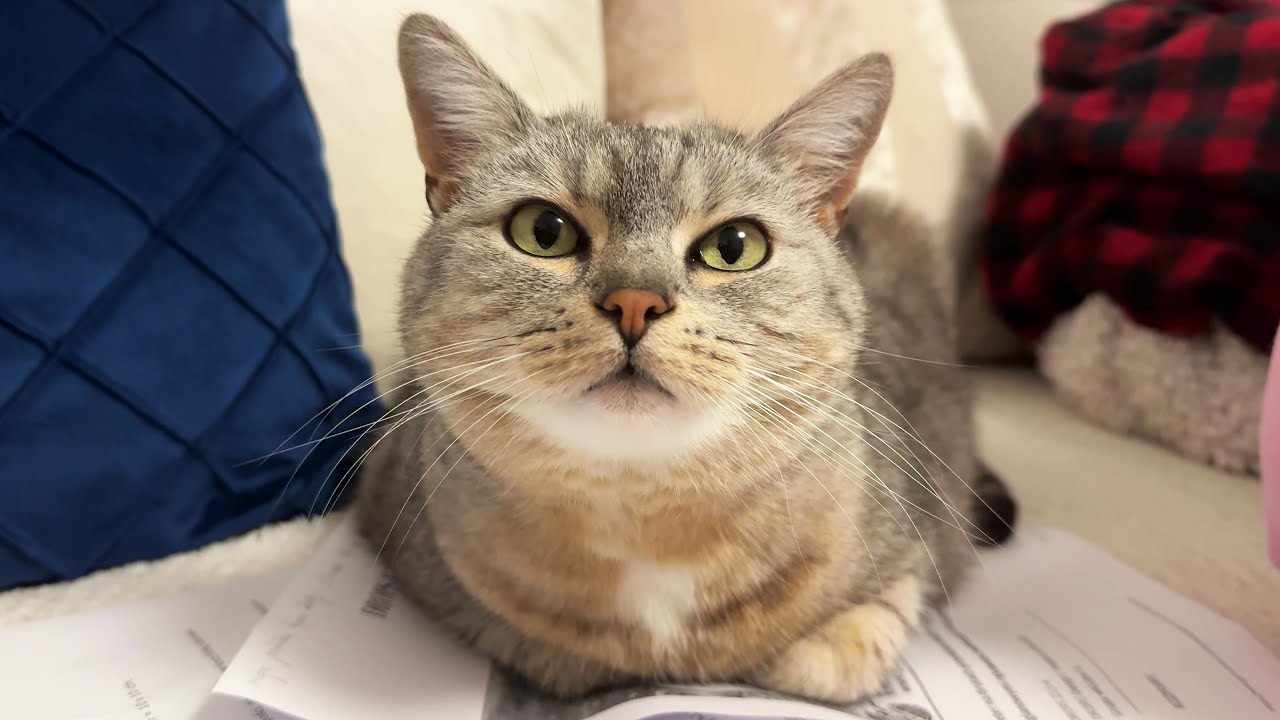 Sweet kitty turns into a growling paper shredder