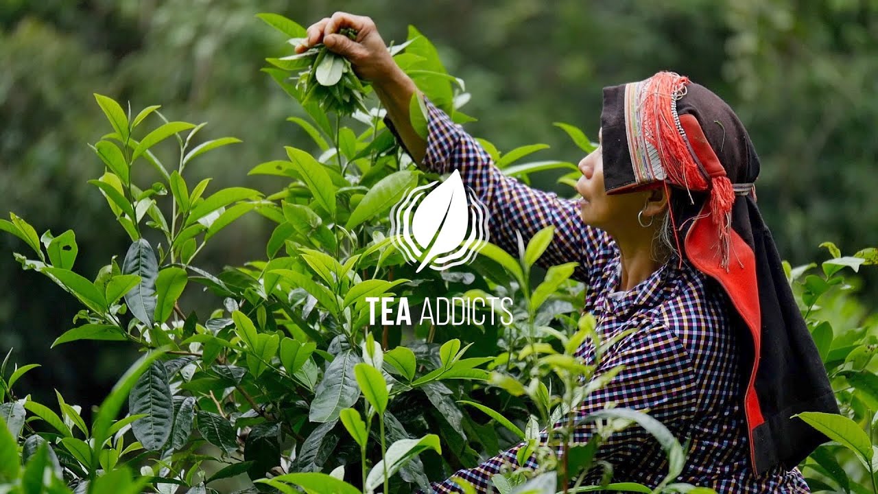 Tea Addicts - Vietnam Ha-Giang, Wilder Tee, schwarzer, grüner, weißer Tee, Pu Erh