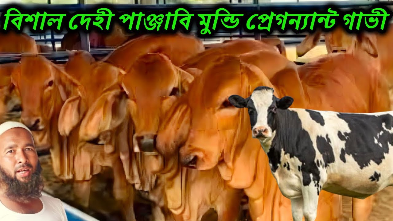 বিশাল দেহী পাঞ্জাবি মুন্ডি প্রেগন্যান্ট গাভী সহ ইন্ডিয়ান বর্ডার ক্রস গরুর মেলা । nana nati dairy