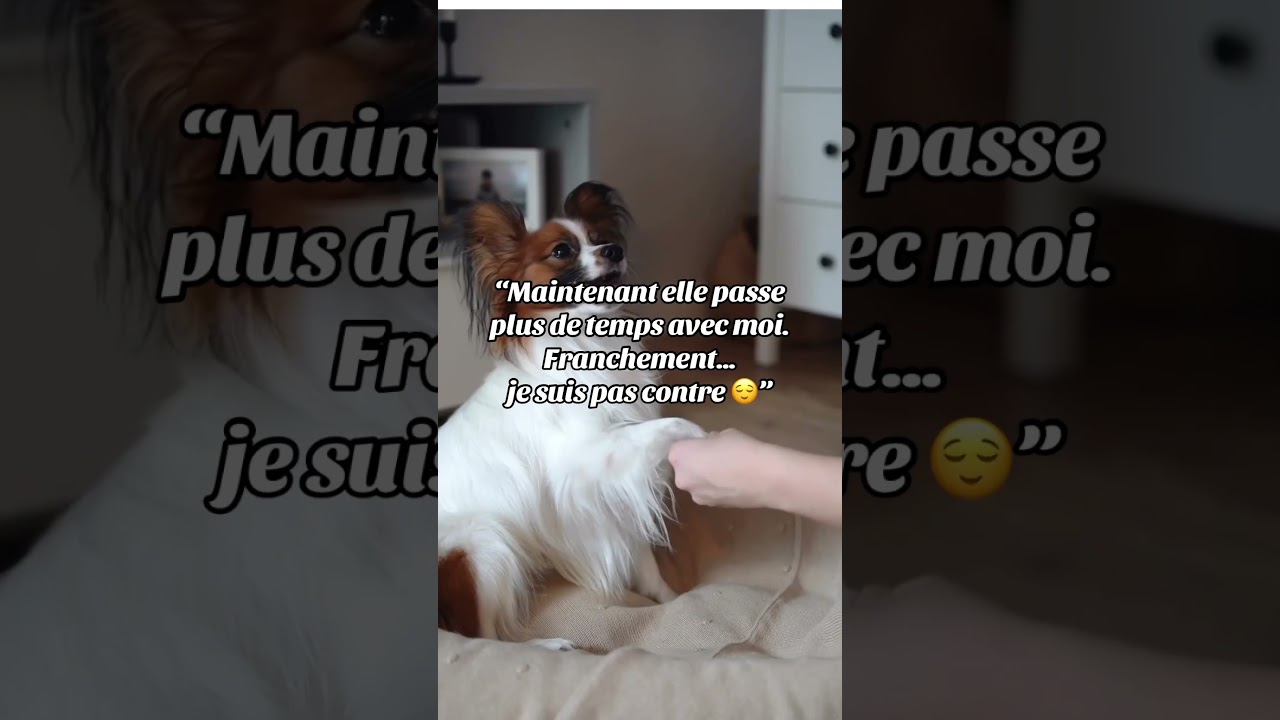 Il croyait que c’était un simple câlin. C’était une étude de cas 🐶 