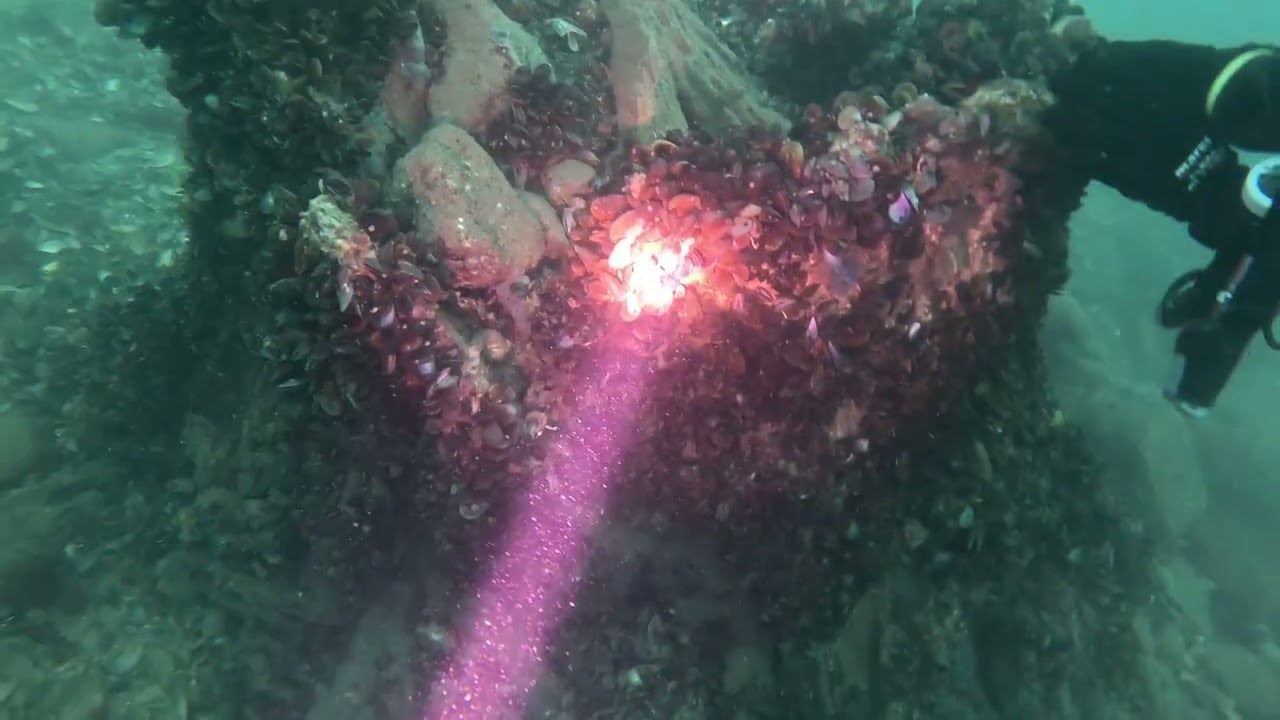 Underwater Petrified Forest - Sozopol, Bulgaria 2024