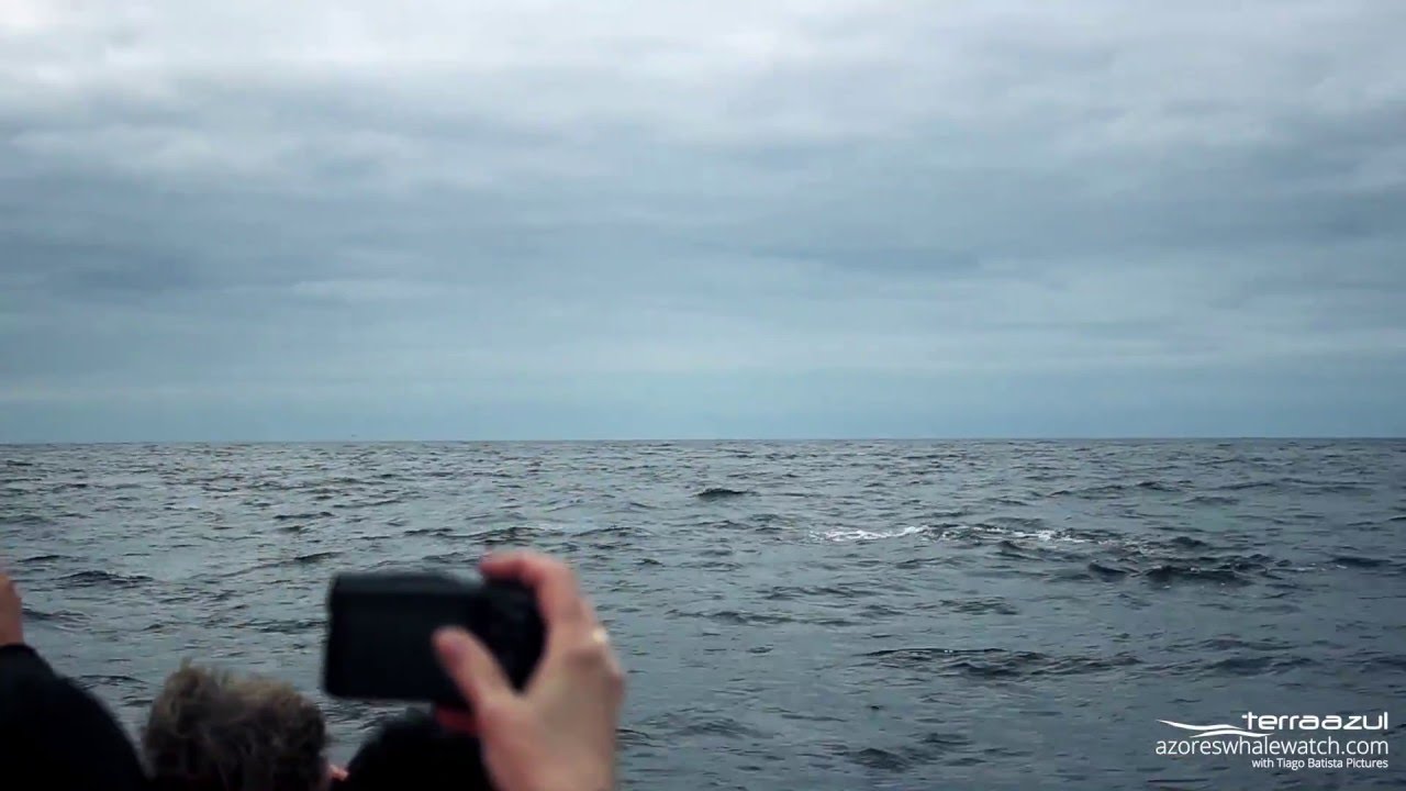 Fin Whales in São Miguel, Azores Islands | TERRA AZUL™