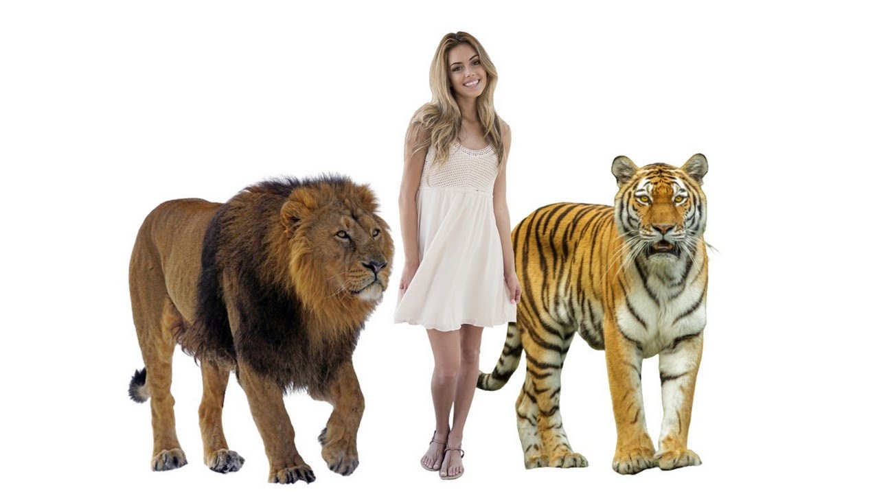 Size Comparison - How Big Are Animals Compared to a Human?
