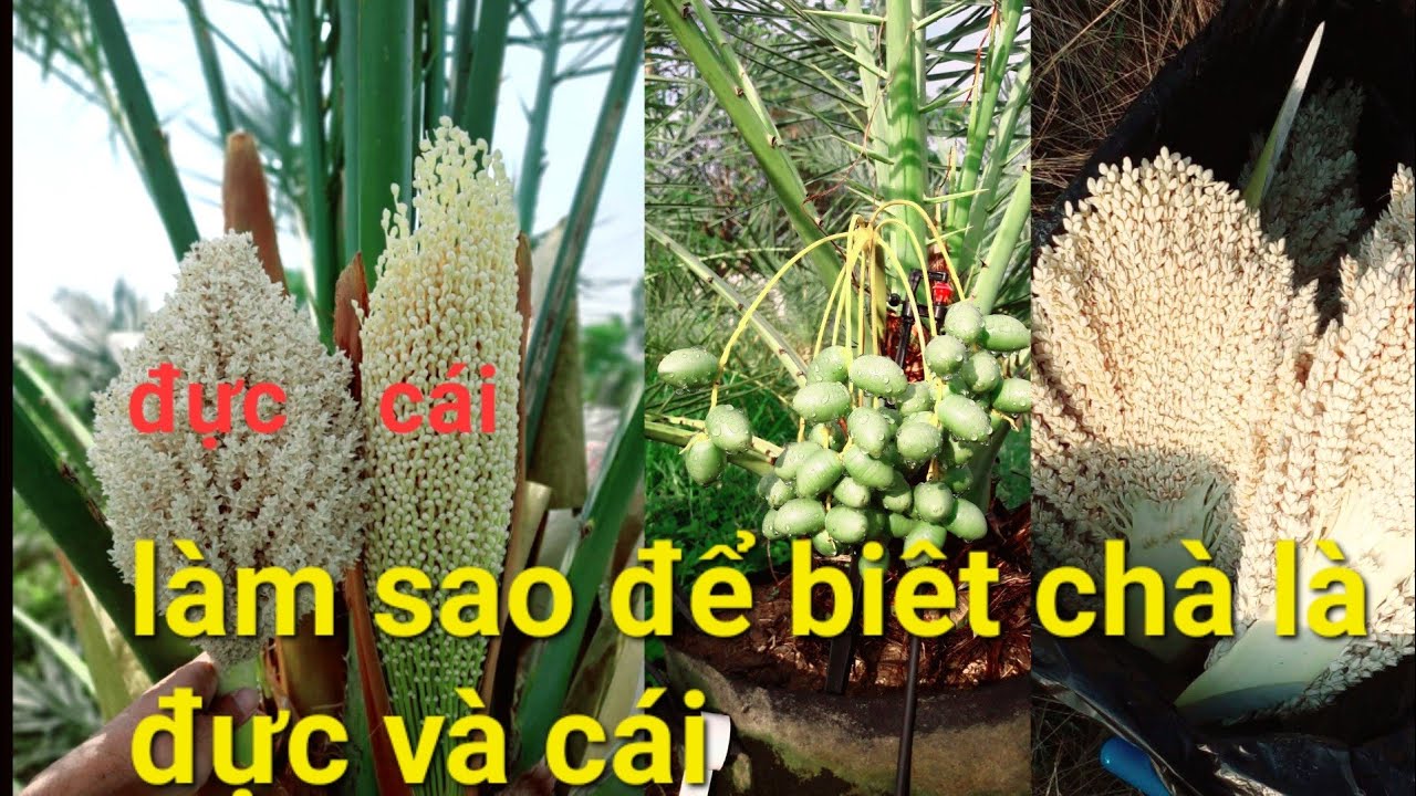 tìm hiểu về giống chà là đực và cái như nào @0915061058 #0358392227 @DieuNgocchala