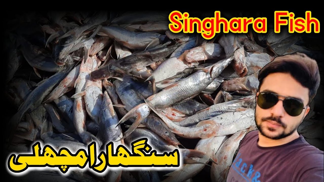 Singhara Fish vlog-33 @moonkhan444