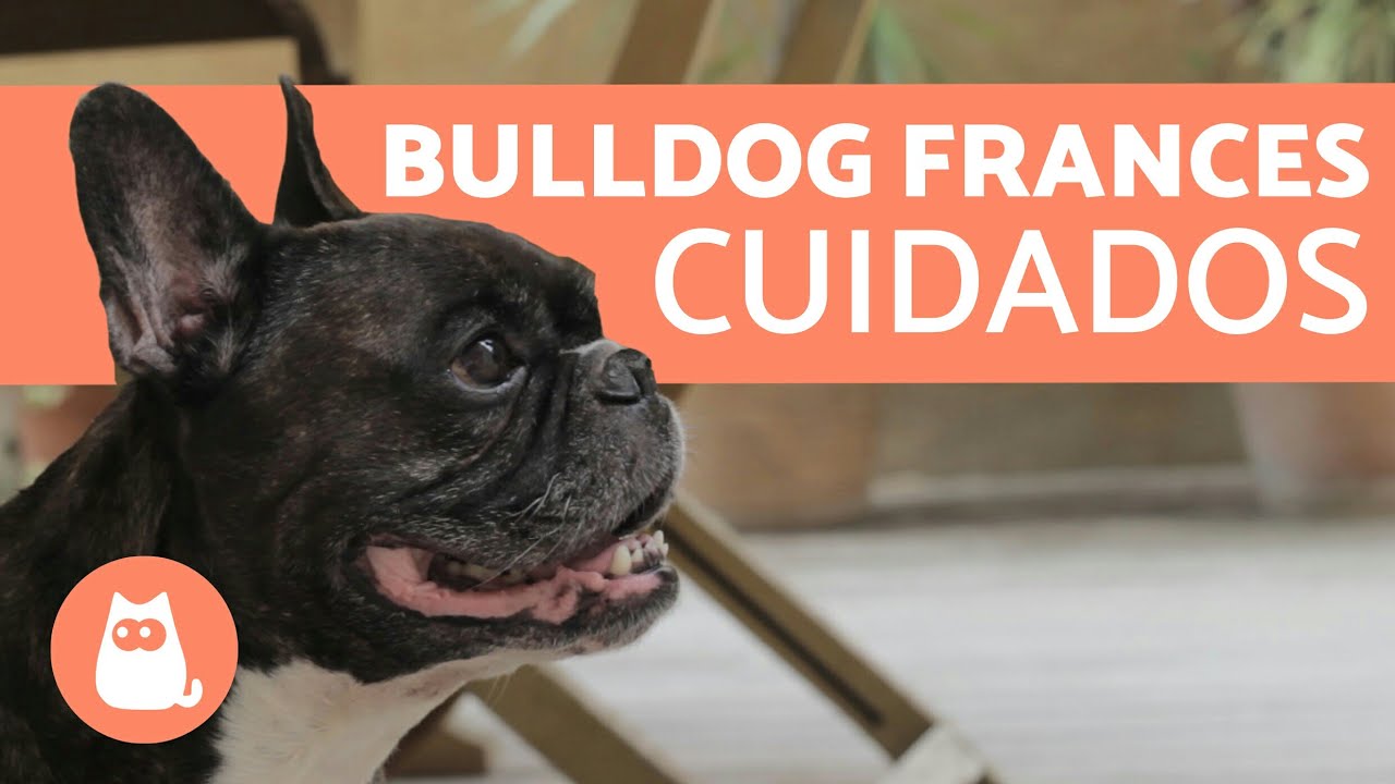 Cuidados del BULLDOG FRANC&Eacute;S