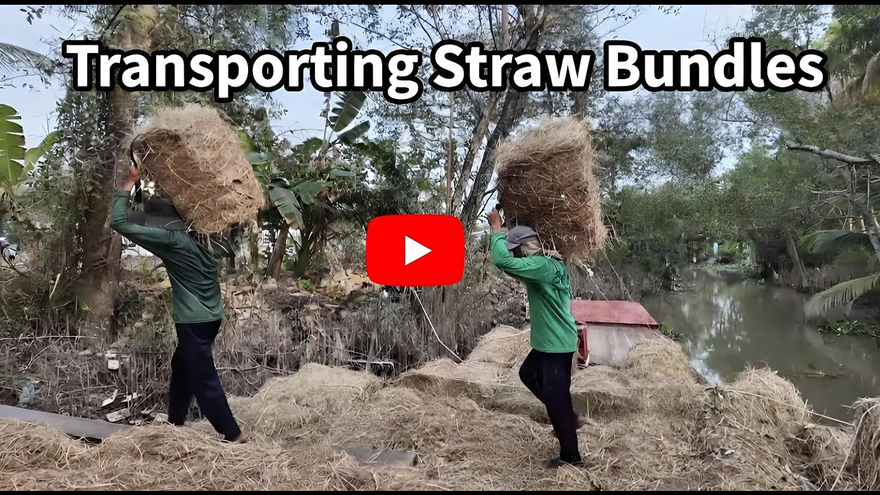 Is Traditional Rice Straw Transport Holding Back Your Farm's Efficiency?
