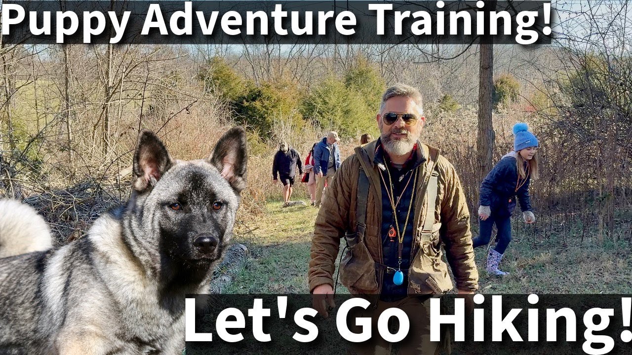 How We Prepare Puppies For Off Leash Adventures With Children
