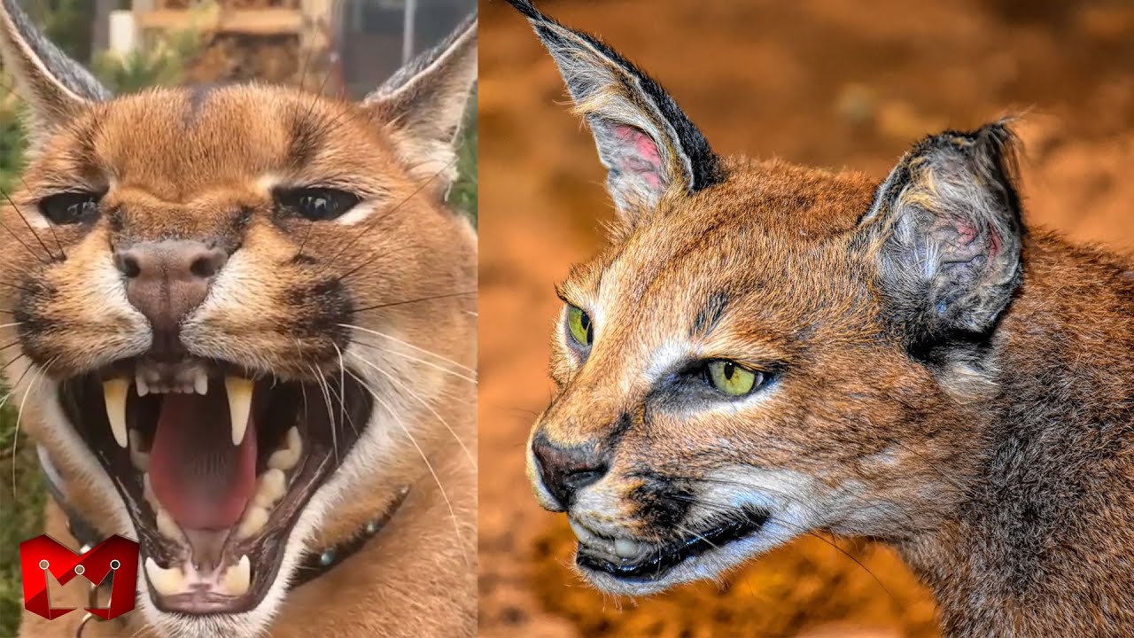 Kucing Predator Si Pemburu Yang Handal! Caracal Melawan Serigala, Fakta Menarik Tentang Caracal