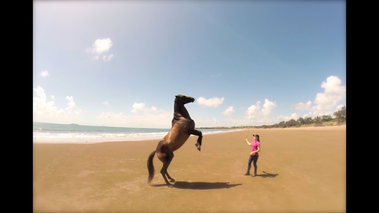 Beach liberty, trick training and tackless riding!!