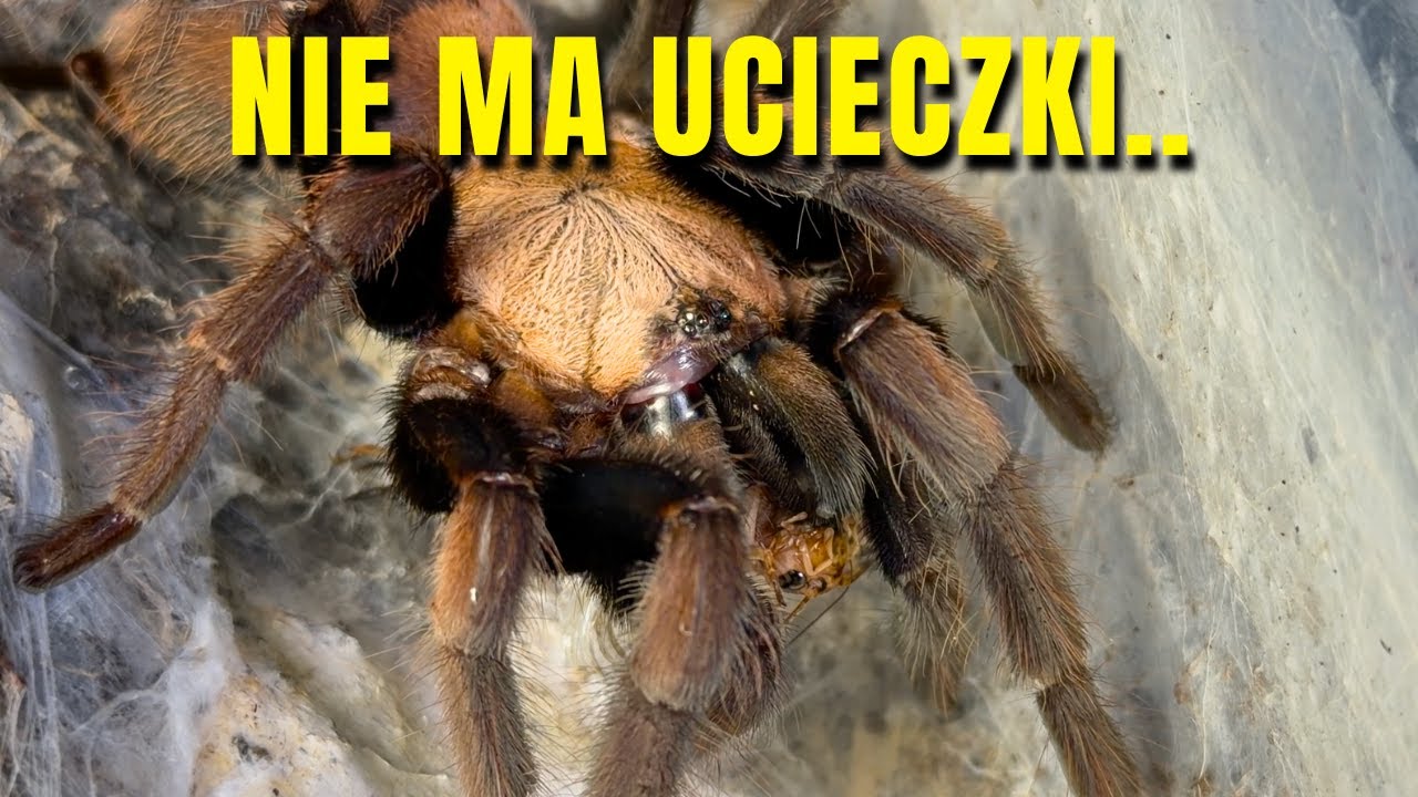 Karmienie WIELKICH PAJĄKÓW‼️ Feeding video-slowmo/4K