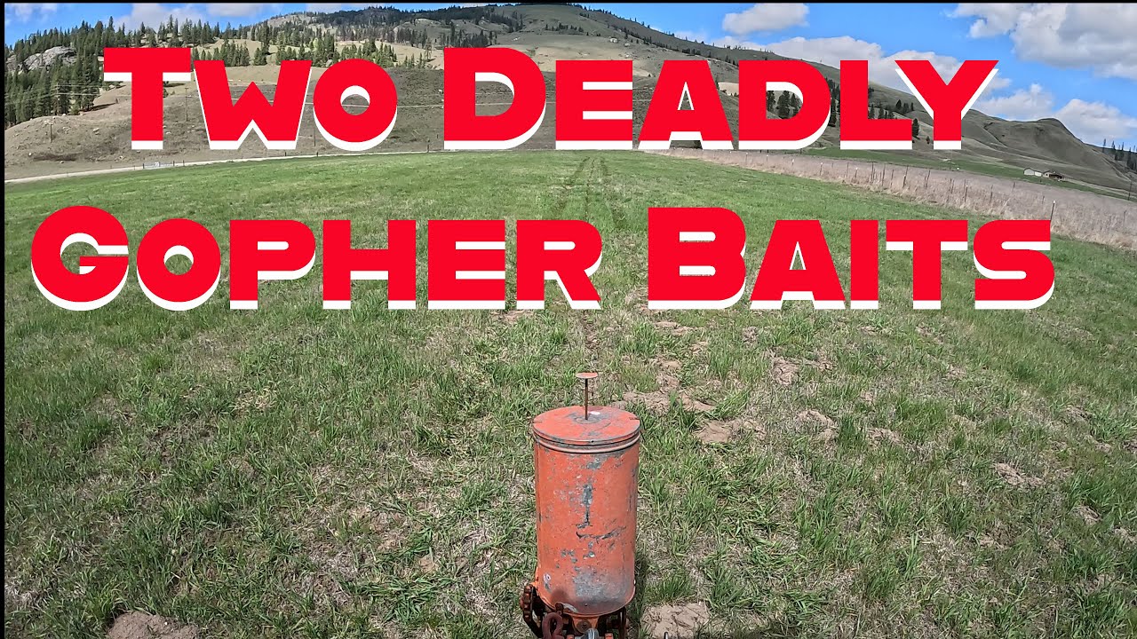 Two DEADLY Gopher Baits Compared!  What YOU Need To Know!